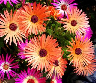 Livingstone Daisy Ice Plant Apricot Shimmer 200 Seeds