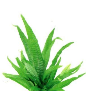 Java Fern for Live Moss Bottle Plant Outdoor Living A4
