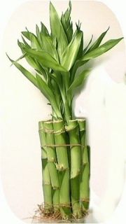 Lucky Bamboo 10 Stalks of 4 Straights