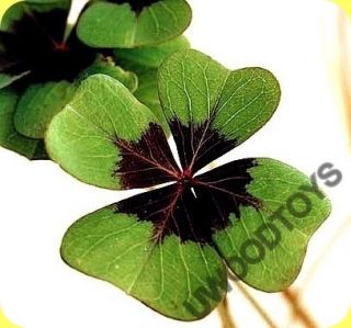 Grow Your Own Four Leaf Clover Good Luck Plant
