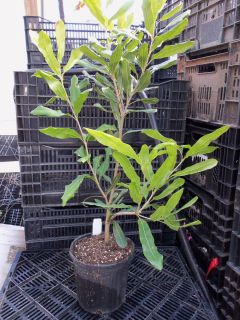 Macadamia Nut Tree 1 Gallon Pot Large Trees 30 Inches