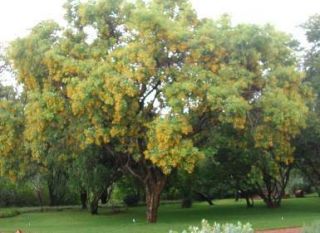 Seeds Pterocarpus Marsupium Indian Kino Tree Malabar Kino Tree