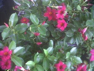 Mandevilla Dipladenia Red Flowers Throughout The Year
