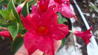 Gallon Dipladenia Mandevilla Tropical Vine Bush Red Blooms