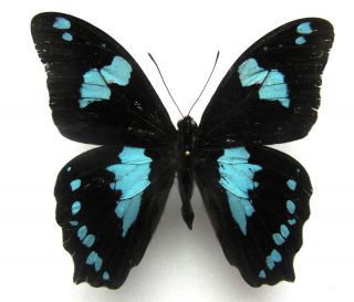 Insect Butterfly Butterflies Papilio Manlius Male RARE