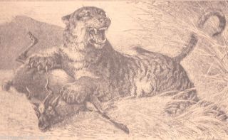 Antique Vintage 1890 Matted Engraving Print Picture Tiger Hunting Prey