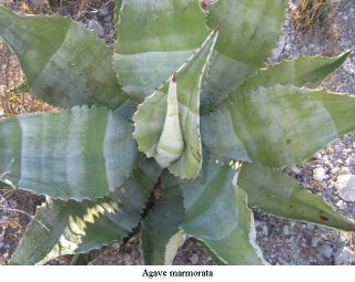 10 Agave Marmorata RARE Succulent Cactus Seeds