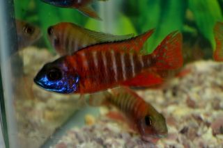 Tropical Fish African Cichlids 3 Ruby Red Peacocks