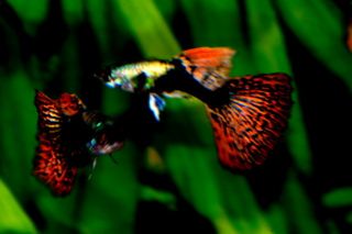 Tropical Fish Show Quality Guppies 6 Strains 6 Pairs