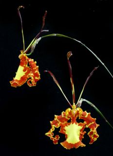 Psychopsis Mendenhall Hildos Your Choice in Spike Blooming Size Near