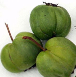 Plants Chang Bai Female and Meader Male Actinidia Large Fruit