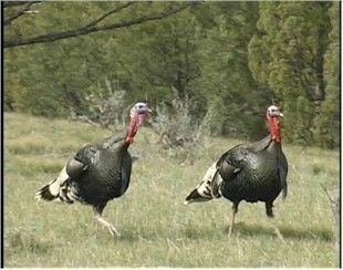 Merriam Turkey Hunt in SD WY Package for 2 Bird 2 Hunters