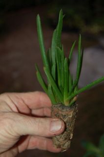 New Unique Succulent Aloe Gastrolea Midnight