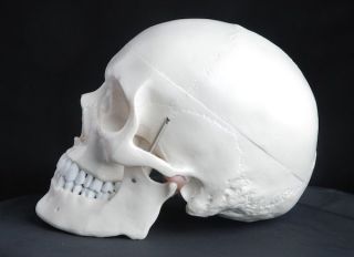 Medical Anatomical Human Skull Model High Quality, 3 part, life size