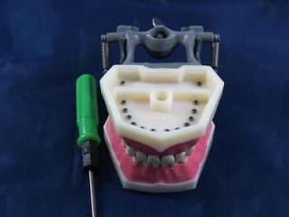 Dental Anatomy Model Typodont Frasaco & British Colombia Type Model