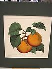 APRICOTS BY DAN MITRA HAND COLORED ETCHING SIGNED AND NUMBERED RARE