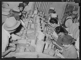shellers removing meats from shell. Union plant. San Antonio,Texas