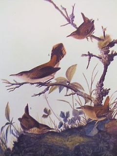 & ROCK WRENS 1937 1st Edition Audubon Lithograph Bird Print #360
