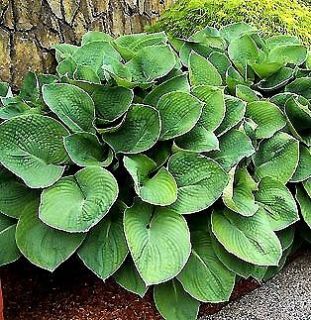 Sum and Substance gig antic plant  35+ seeds  glossy charteuse leaves