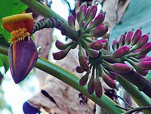 Banana Plant Seeds   BURMESE BLUE   Musa itinerans   10 Quality Seeds