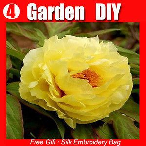 Pack 20+ Flowers Seed Light Yellow Large Yellow Peony Seed Pond