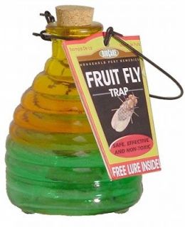 Springstar Glass Fruit Fly Traps GFFT1