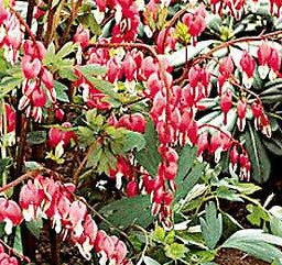 Dicentra Spectabilis Seeds ~ Valentine ~ Flowering Plant of Romance
