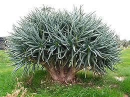 rarest succulent cactus seeds~female South African Quiver tree