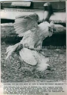 1964 Leghorn Roosters White Fight Chicago Duel Cockfighting Birds