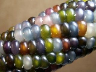 Newly listed 10 Glass Gem Corn Heirloom Seeds
