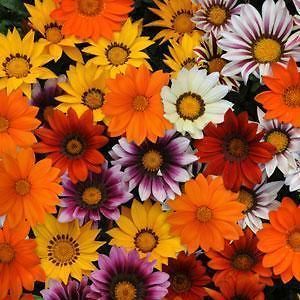 30 SEED LARGE BLOOM DROUGHT TOLERANT COMPACT BEEFY LOOKING PLANT