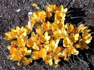 Yellow Mammouth Crocus 20 Bulbs   Spring Blooming
