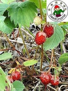 150 Wild strawberry seeds. Grow these hardy plants from Canada in your