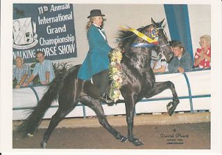 TENNESSEE WALKER TW   LARGE HORSE COLLECTOR CARD   INTERNATIONAL SHOW