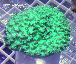 NEON POWDER GREEN MAZE BRAIN 2.75 (Platygyra lamellina) live coral