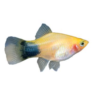 Aquarium Fish & Live Fish for Sale