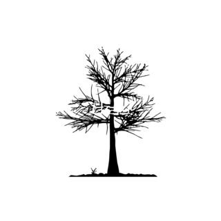 Tree Branch Vinyl Wall Art Decal (BlackEasy to apply You will get the instructionDimensions 22 inches wide x 35 inches long )