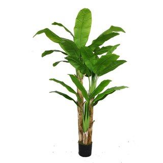 Laura Ashley 72 inch Banana Tree With Real Touch Leaves