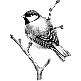 Magenta Cling Stamps perched Chickadee