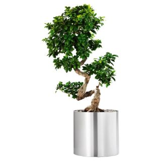 Round Brushed Stainless Steel Burgdorf Planter with Casters Multicolor   65105,